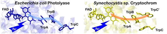 ET von Tryptophantriad zu FAD