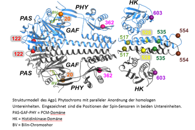 Phytochrome